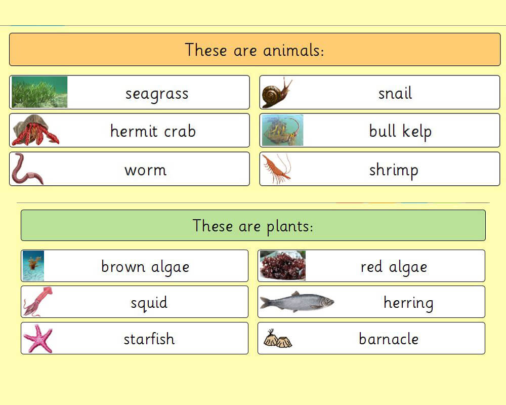 BC Marine Animals or Plants - Sorting