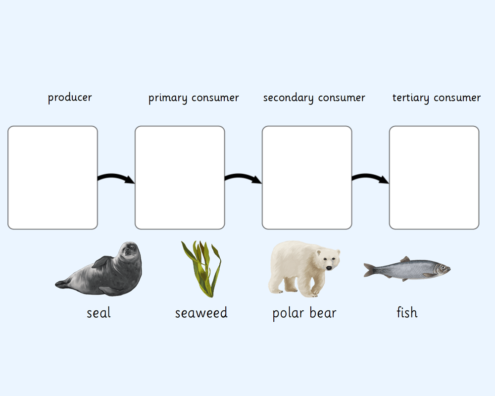 Canada Food Chains